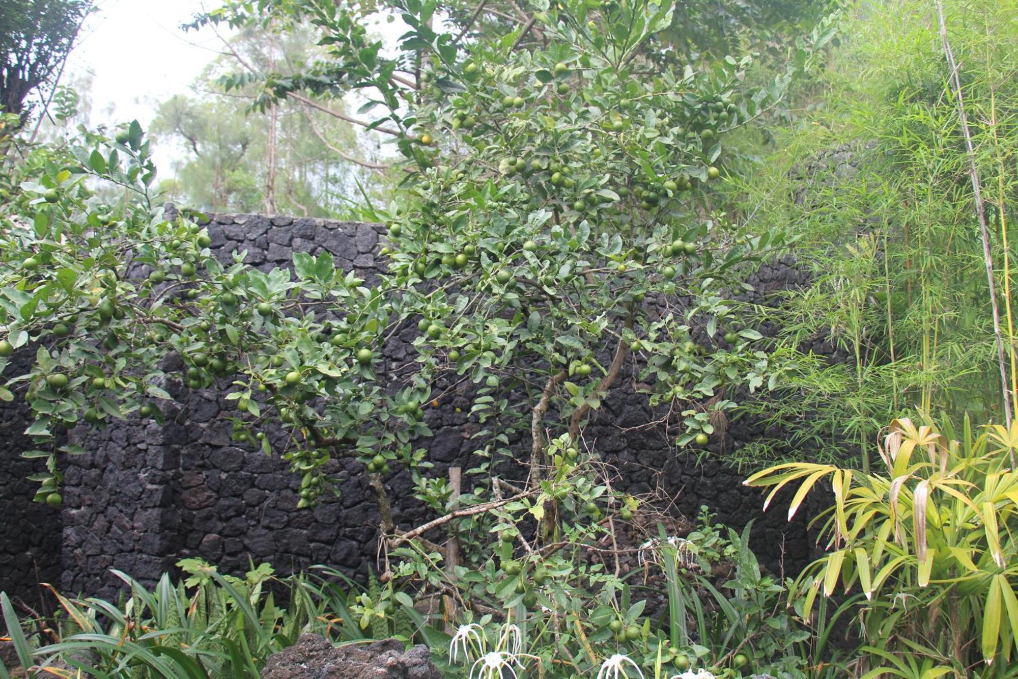 Geopark Village Kintamani Exterior foto